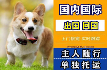 大兴区宠物托运公司大兴区宠物托运公司大兴区宠物托运公司
