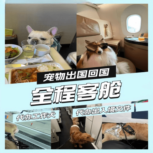 大兴区宠物托运到白俄罗斯宠物入境规定和要求
